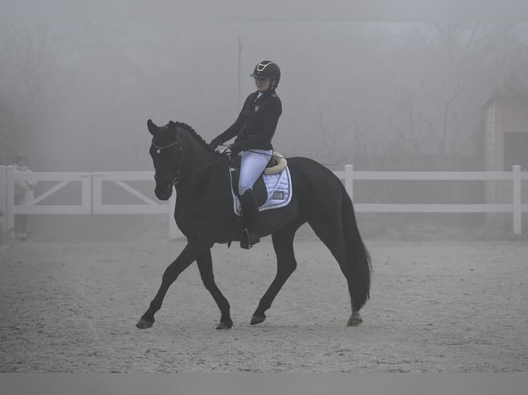 Polish Warmblood Gelding 6 years 15,2 hh Black in Forst