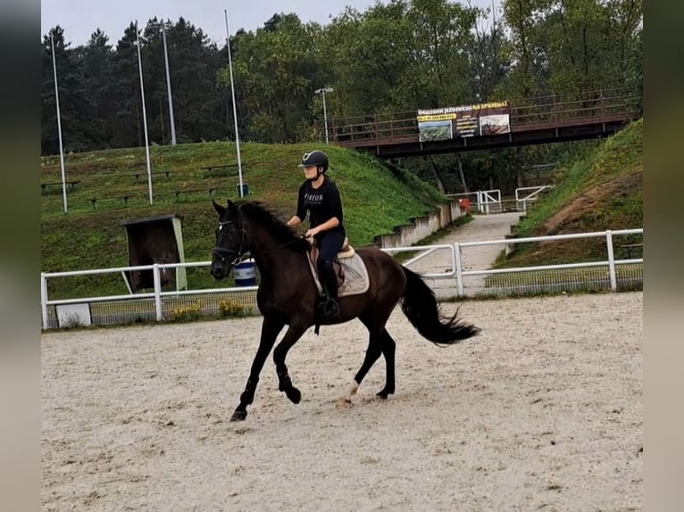 Polish Warmblood Gelding 6 years 15,2 hh Black in Forst