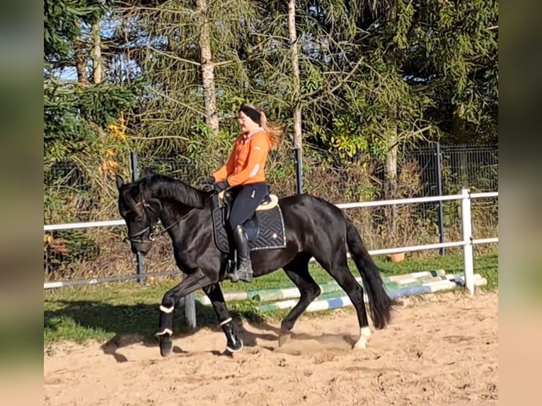 Polish Warmblood Gelding 6 years 15,2 hh Black in Forst