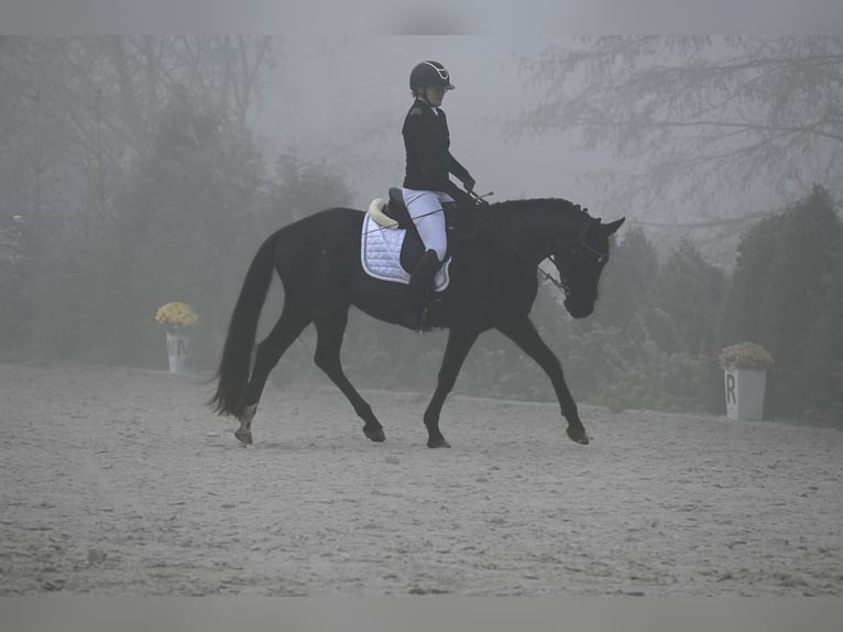 Polish Warmblood Gelding 6 years 15,2 hh Black in Forst