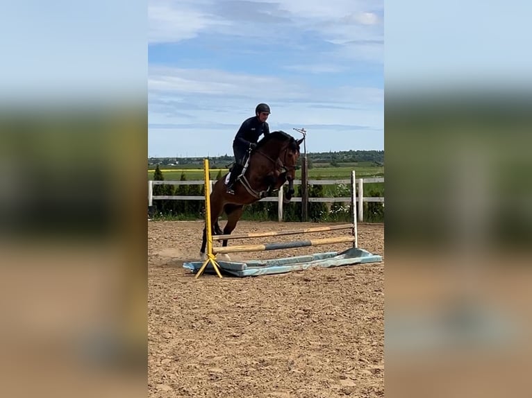 Polish Warmblood Gelding 6 years 16,1 hh Brown in Papenhagen