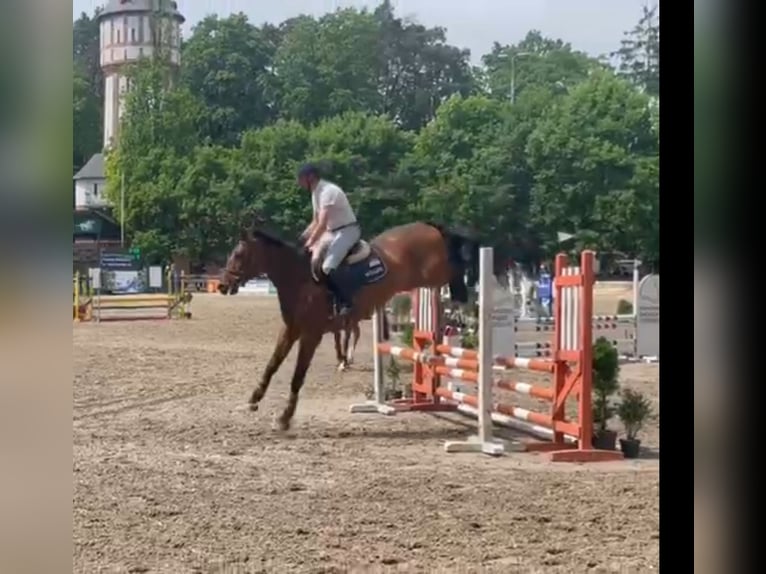 Polish Warmblood Gelding 6 years 16,1 hh Brown in Papenhagen