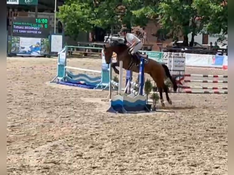 Polish Warmblood Gelding 6 years 16,1 hh Brown in Papenhagen