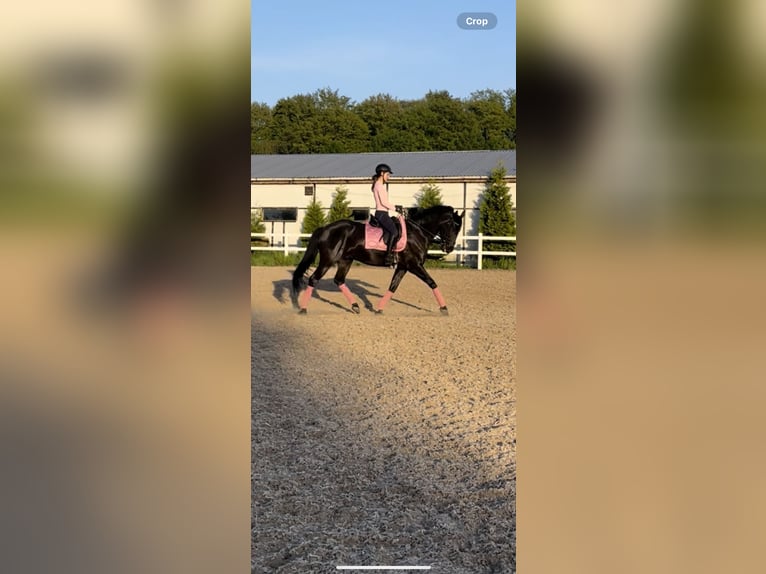 Polish Warmblood Gelding 6 years 16,2 hh Black in Lesno Gorne