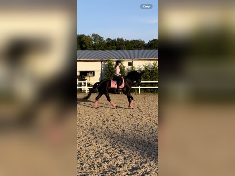 Polish Warmblood Gelding 6 years 16,2 hh Black in Lesno Gorne