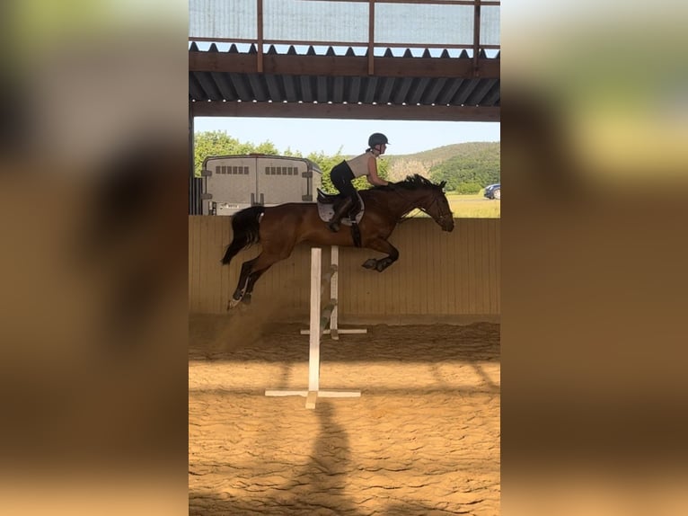 Polish Warmblood Gelding 6 years 16,2 hh Brown in Rutha