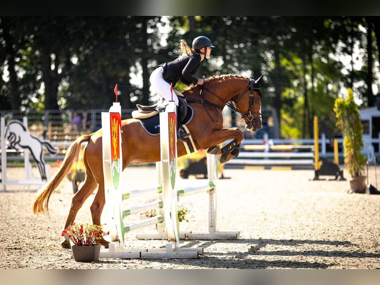 Polish Warmblood Gelding 6 years 16 hh Chestnut-Red in Bydgoszcz