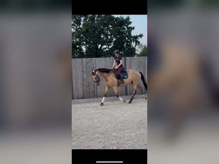 Polish Warmblood Gelding 6 years 16,2 hh Buckskin in Planebruch