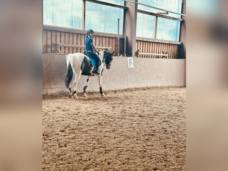 Polish Warmblood Mix Gelding 7 years 15,2 hh Pinto in Eschbronn