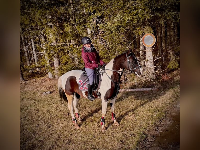 Polish Warmblood Mix Gelding 7 years 15,2 hh Pinto in Eschbronn