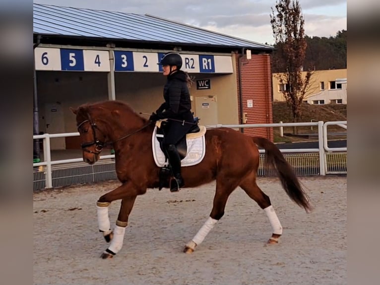 Polish Warmblood Gelding 7 years 15,3 hh Chestnut-Red in Forst