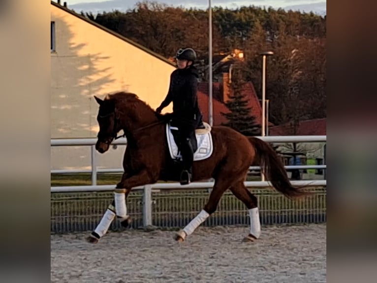 Polish Warmblood Gelding 7 years 15,3 hh Chestnut-Red in Forst