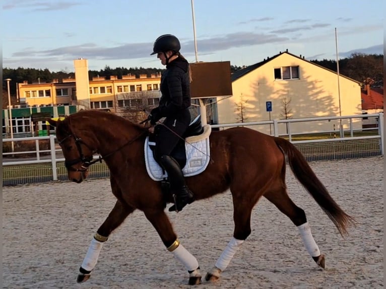 Polish Warmblood Gelding 7 years 15,3 hh Chestnut-Red in Forst