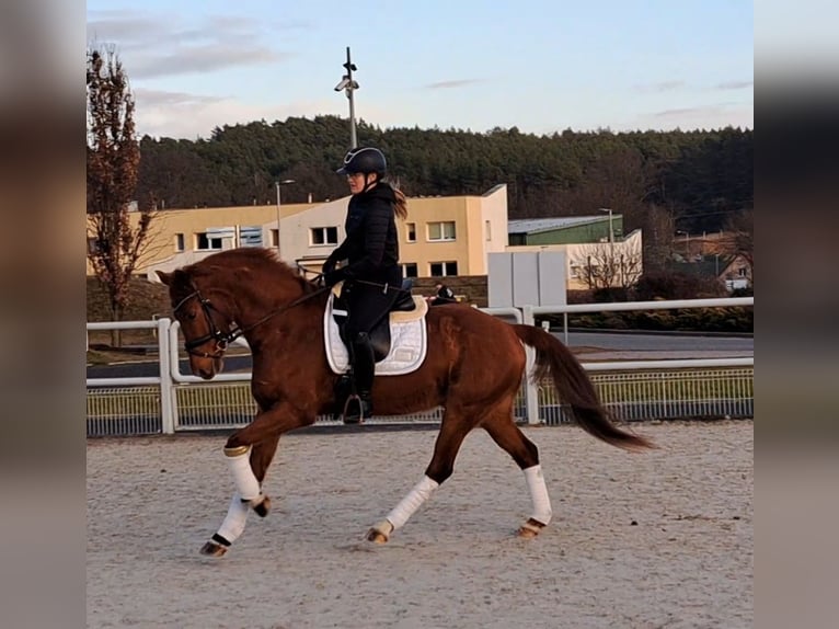 Polish Warmblood Gelding 7 years 15,3 hh Chestnut-Red in Forst