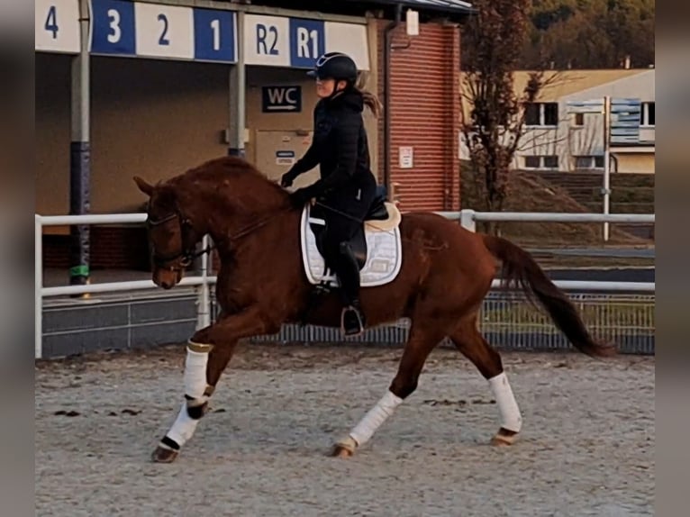 Polish Warmblood Gelding 7 years 15,3 hh Chestnut-Red in Forst