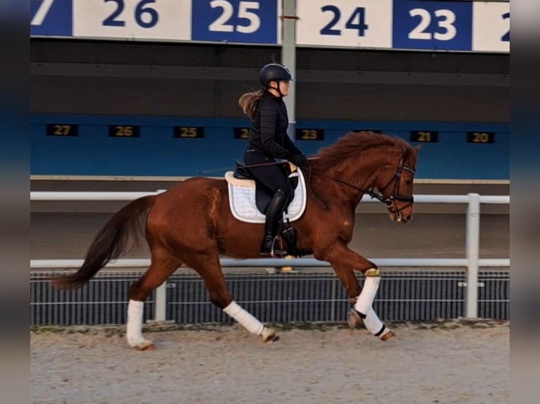 Polish Warmblood Gelding 7 years 15,3 hh Chestnut-Red in Forst