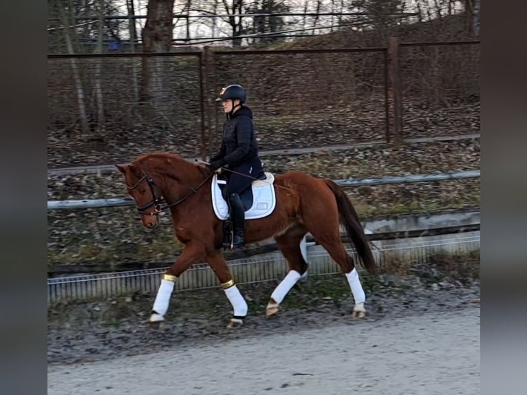 Polish Warmblood Gelding 7 years 15,3 hh Chestnut-Red in Forst