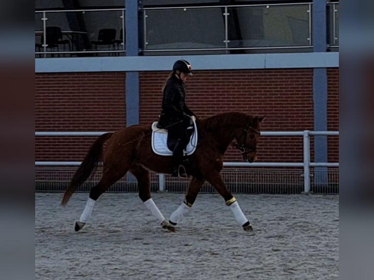 Polish Warmblood Gelding 7 years 15,3 hh Chestnut-Red in Forst