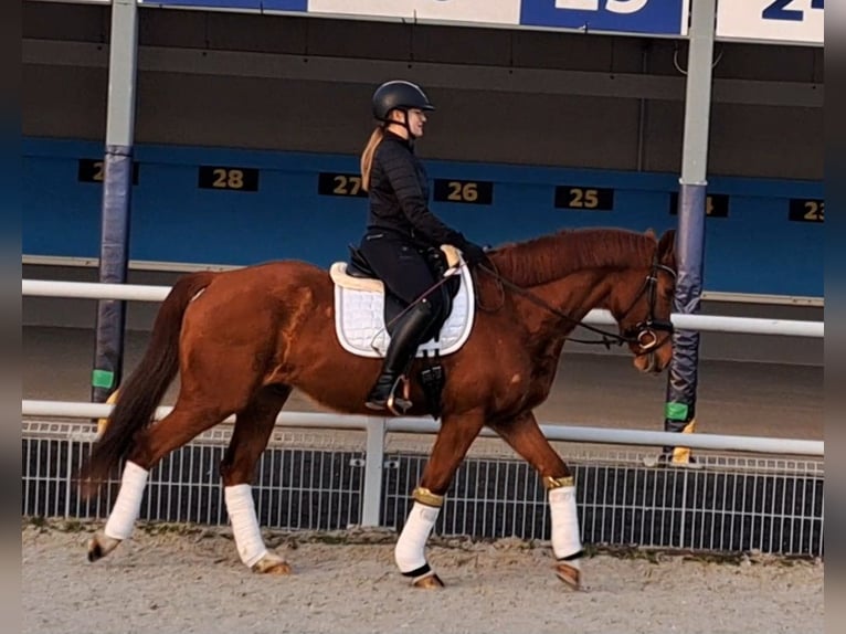 Polish Warmblood Gelding 7 years 15,3 hh Chestnut-Red in Forst