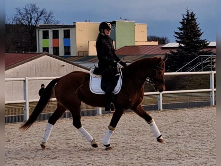 Polish Warmblood Gelding 7 years 15,3 hh Chestnut-Red in Forst