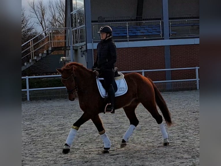 Polish Warmblood Gelding 7 years 15,3 hh Chestnut-Red in Forst