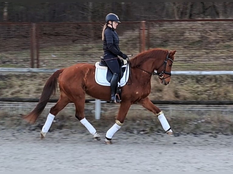 Polish Warmblood Gelding 7 years 15,3 hh Chestnut-Red in Forst