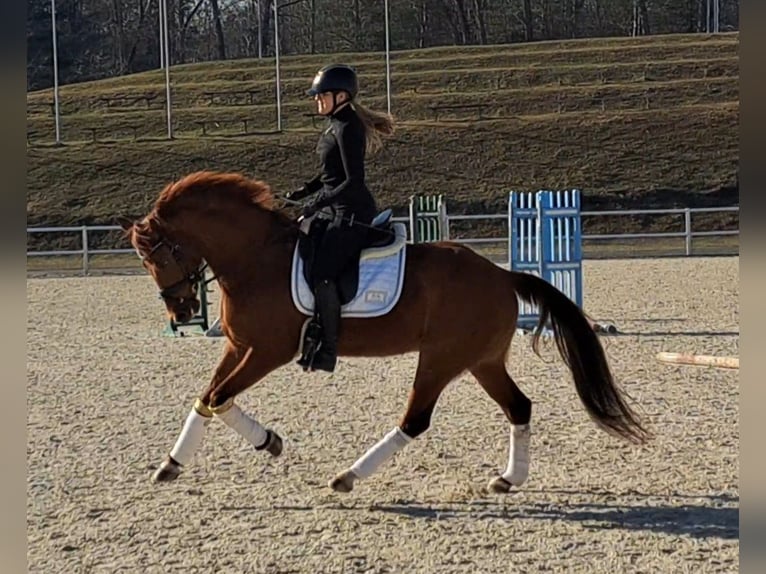 Polish Warmblood Gelding 7 years 15,3 hh Chestnut-Red in Forst