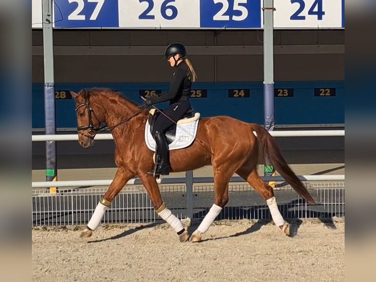 Polish Warmblood Gelding 7 years 15,3 hh Chestnut-Red in Forst