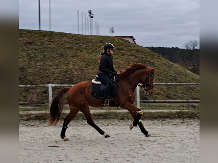 Polish Warmblood Gelding 7 years 15,3 hh Chestnut-Red in Forst