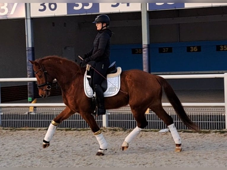 Polish Warmblood Gelding 7 years 15,3 hh Chestnut-Red in Forst