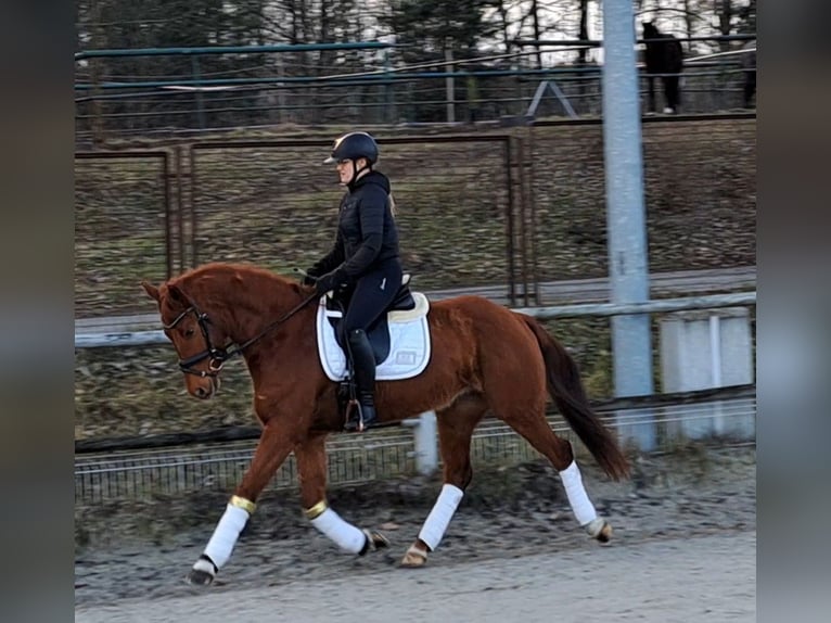 Polish Warmblood Gelding 7 years 15,3 hh Chestnut-Red in Forst