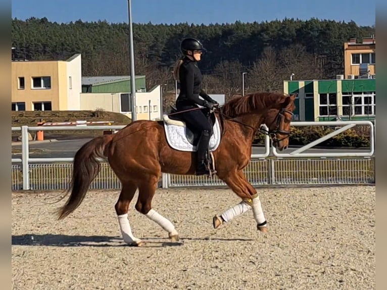 Polish Warmblood Gelding 7 years 15,3 hh Chestnut-Red in Forst