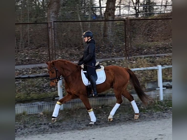 Polish Warmblood Gelding 7 years 15,3 hh Chestnut-Red in Forst