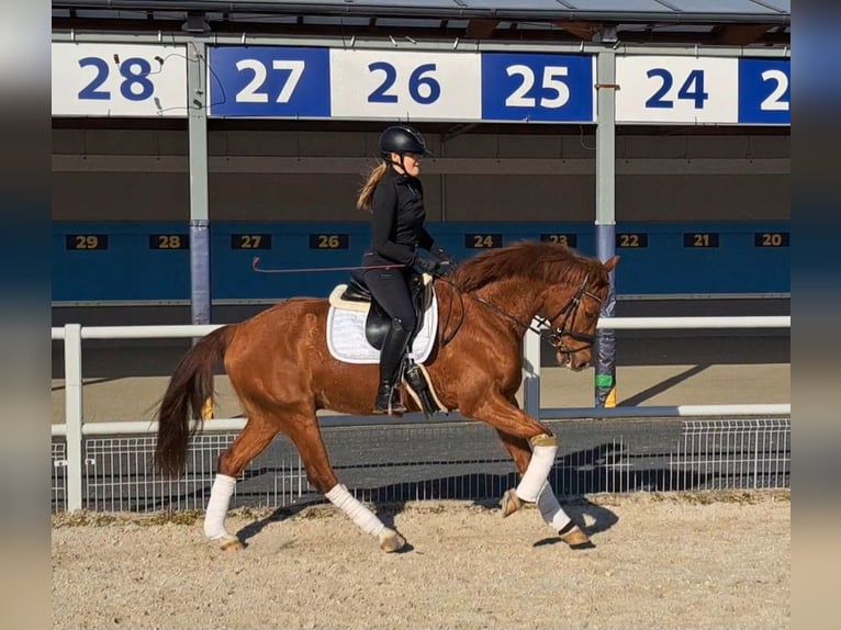 Polish Warmblood Gelding 7 years 15,3 hh Chestnut-Red in Forst