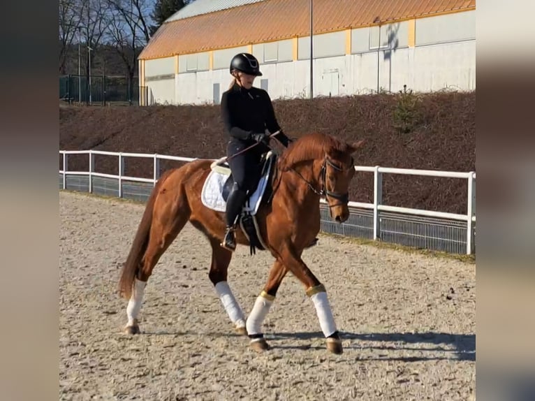 Polish Warmblood Gelding 7 years 15,3 hh Chestnut-Red in Forst