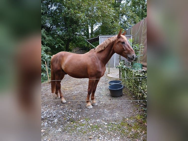 Polish Warmblood Gelding 7 years 15,2 hh Chestnut-Red in Remchingen
