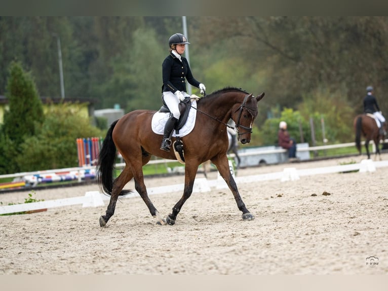 Polish Warmblood Gelding 7 years 16,1 hh Bay in Plzen