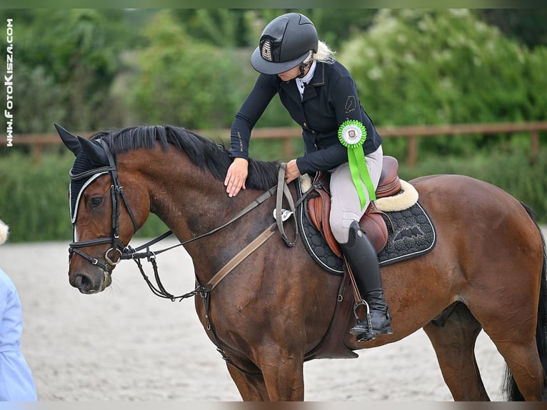 Polish Warmblood Gelding 7 years 16,1 hh Bay in Plzen