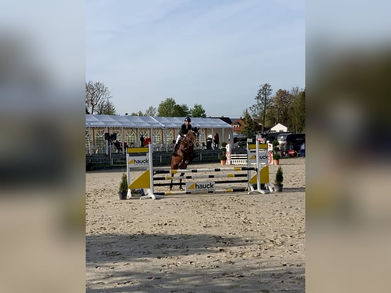 Polish Warmblood Gelding 7 years 16,1 hh in Wiesent