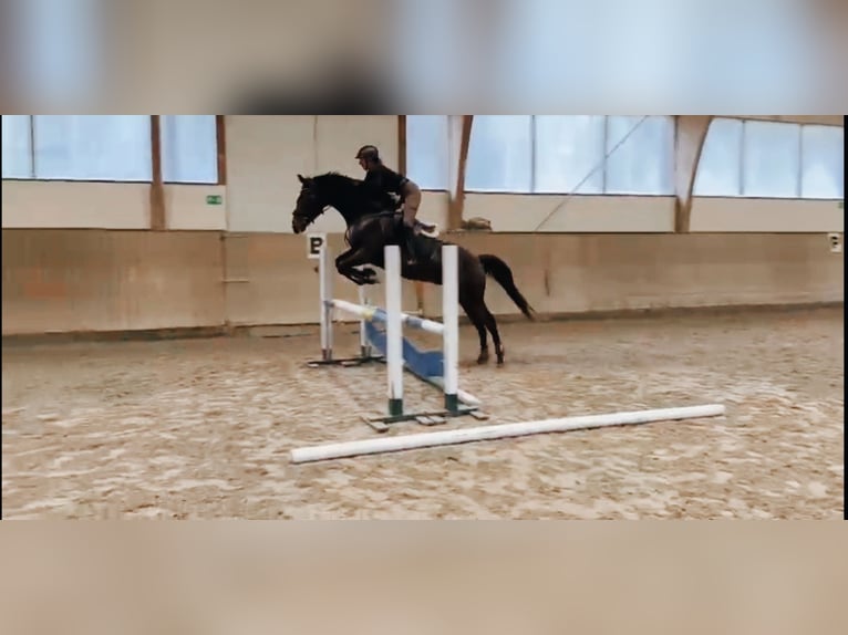 Polish Warmblood Gelding 7 years 16,1 hh in Wiesent