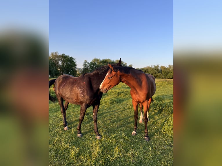 Polish Warmblood Gelding 7 years 16,2 hh Brown in Rutha