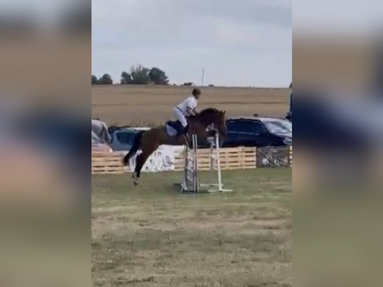 Polish Warmblood Gelding 7 years 16,1 hh Brown in Papenhagen