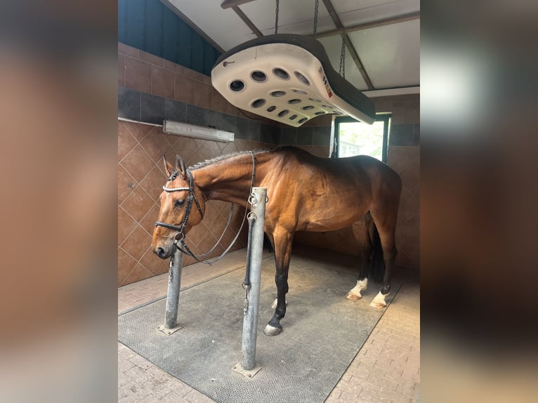 Polish Warmblood Gelding 7 years 16,1 hh Brown in Papenhagen