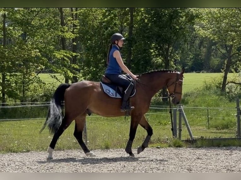 Polish Warmblood Gelding 7 years 16,1 hh Brown in Papenhagen