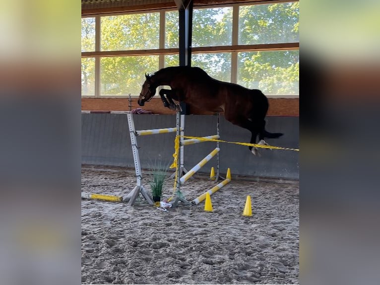 Polish Warmblood Gelding 7 years 16,1 hh Brown in Papenhagen