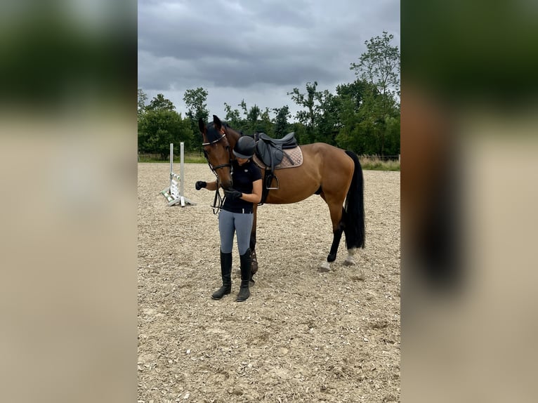 Polish Warmblood Gelding 7 years 16,1 hh Brown in Papenhagen