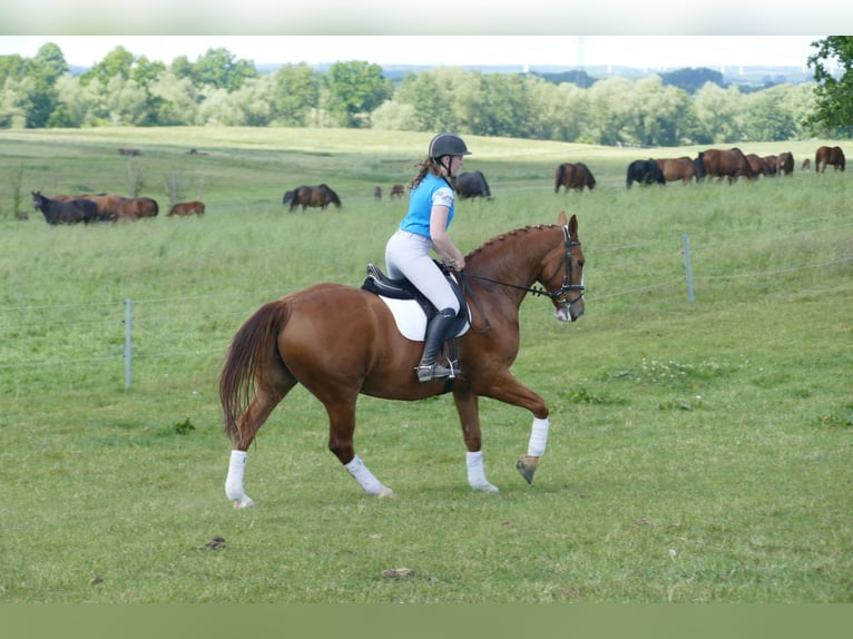 Polish Warmblood Gelding 7 years 16,1 hh Chestnut-Red in Ganschow
