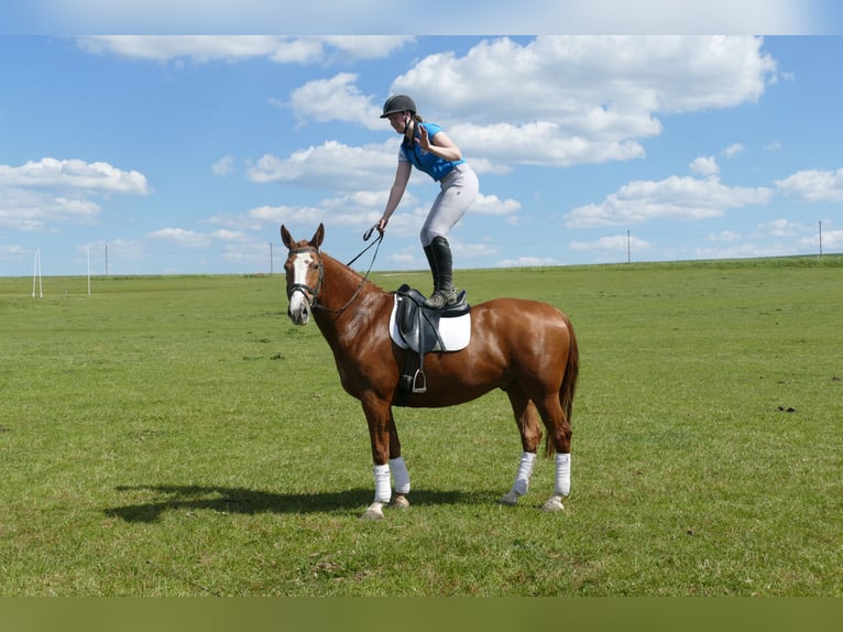 Polish Warmblood Gelding 7 years 16,1 hh Chestnut-Red in Ganschow