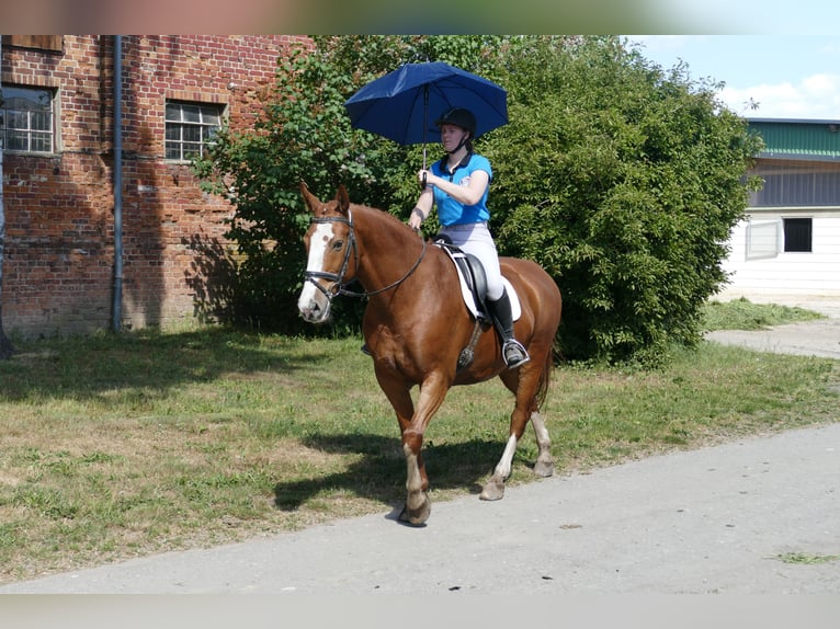 Polish Warmblood Gelding 7 years 16,1 hh Chestnut-Red in Ganschow