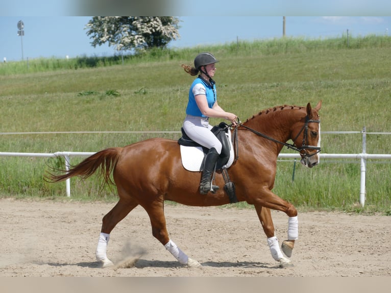 Polish Warmblood Gelding 7 years 16,1 hh Chestnut-Red in Ganschow